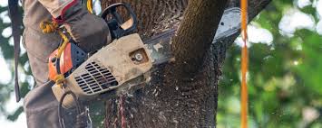 Best Tree Disease Treatment  in Prieton, NC