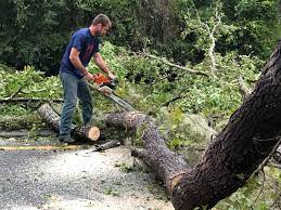Best Tree Risk Assessment  in Prieton, NC