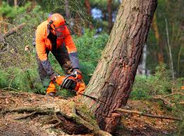 Best Fruit Tree Pruning  in Prieton, NC