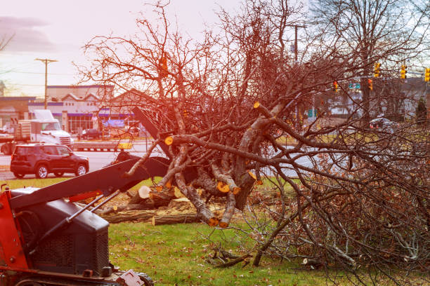 Best Tree Trimming and Pruning  in Prieton, NC
