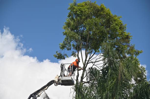 Trusted Princeton, NC Tree Care Experts