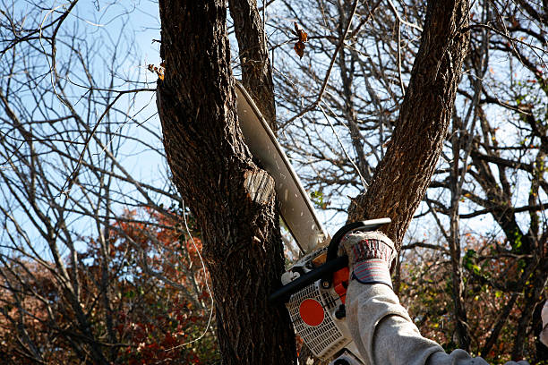 Best Palm Tree Trimming  in Prieton, NC