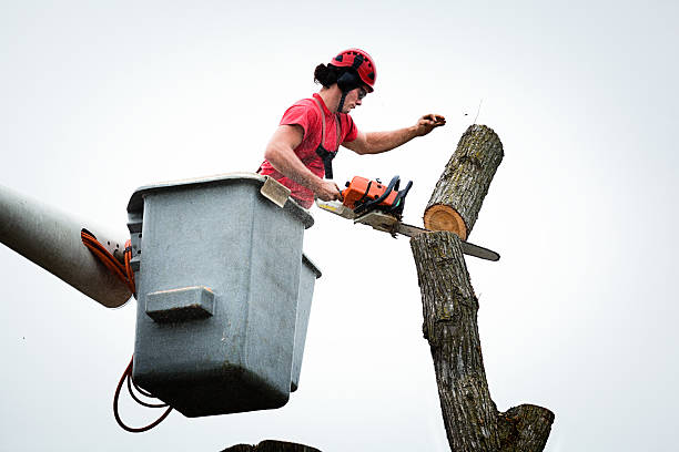 Best Tree Mulching  in Prieton, NC