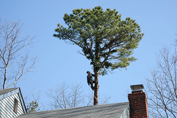 How Our Tree Care Process Works  in  Princeton, NC
