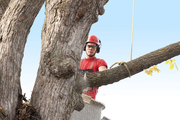 Best Hedge Trimming  in Prieton, NC