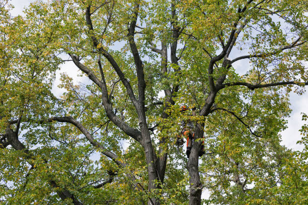 Best Hazardous Tree Removal  in Prieton, NC